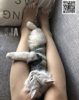 上阵父子兵电视剧免费播放